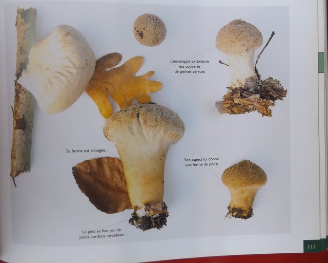 LE GRAND LIVRE DES CHAMPIGNONS