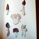 PORTEVIN, Gaston. : « Ce qu'il faut savoir des bons et des mauvais champignons. »   – Image 2