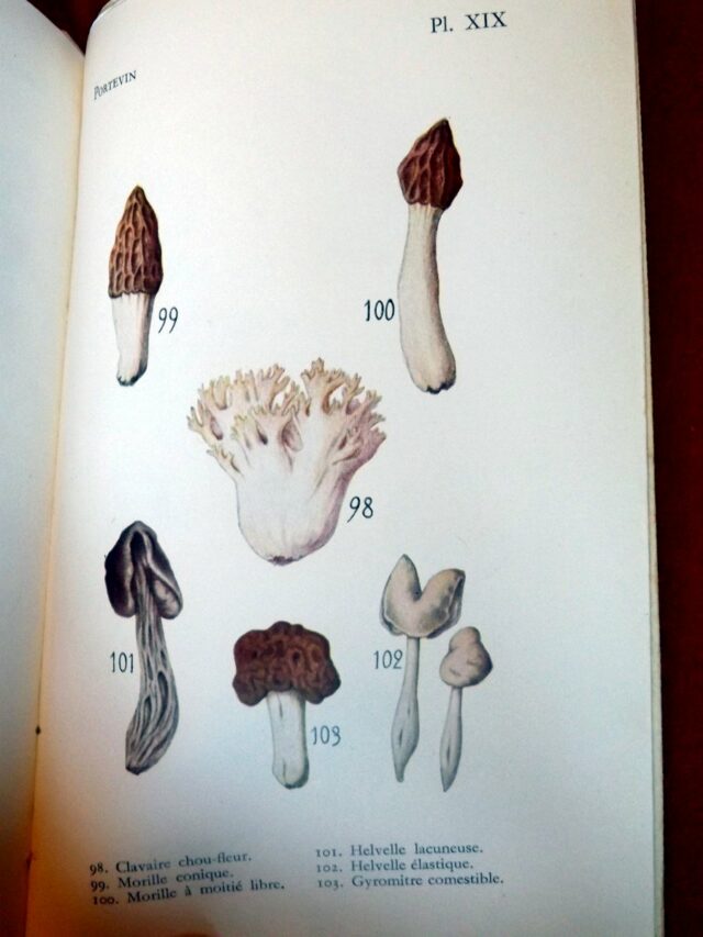 PORTEVIN, Gaston. : « Ce qu'il faut savoir des bons et des mauvais champignons. »   – Image 2