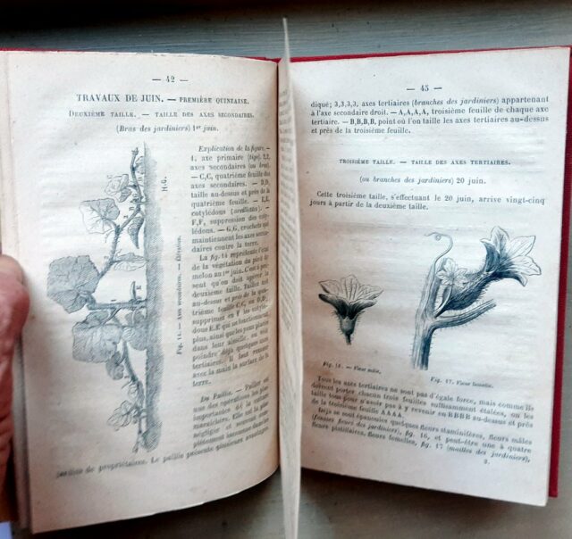 LEONCE de LAMBERTYE, Comte - HENRI de GOURCY, Comte : « Conseils sur la culture du melon. – Image 3